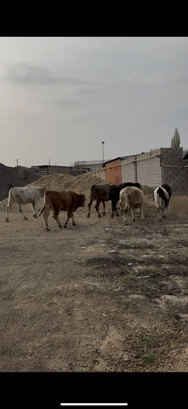 объявления о найденных животных: Продаю | Музоо, торпок | Полукровка | На откорм