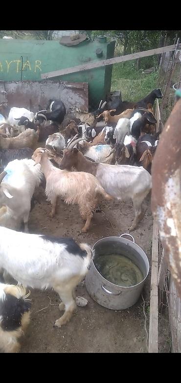 cins inek: 88 baş keçi satılır 13000-ə deyilir razılaşmaq olar — 3