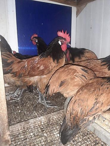 toyuq cücə satışı: Temiz qan Forvek cinsili hryvanlar satiwa cixardilib.Alman — 1