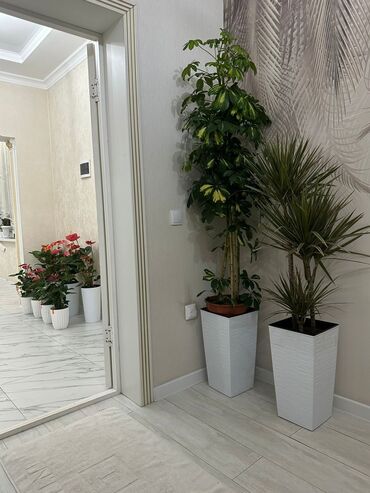 Другие комнатные растения: Комнатные цветы at lalafo.kg — 28 Другие комнатные растения: Комнатные цветы — 28