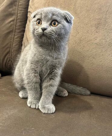 Pişiklər: Britan — 7