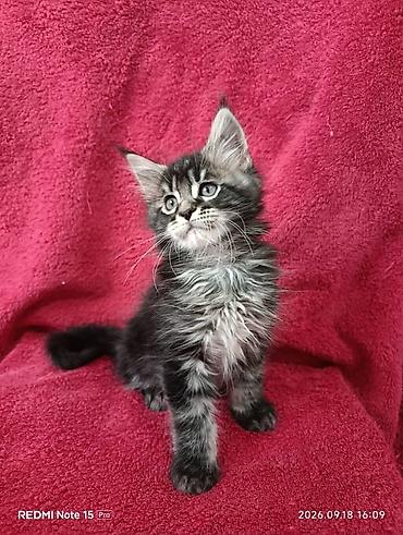 кошки шотландские: Мейн-Куны 🥰🥰🥰. Продаются котята Рысята ♥️ Чистокровные, Шикарные — 5
