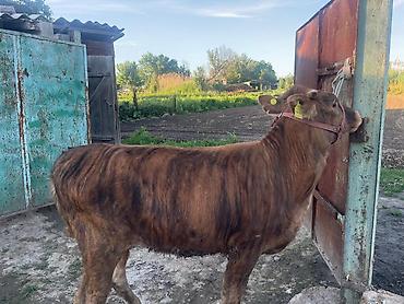 Коровы, быки: Продаю | Бык (самец) | На откорм | Привязанные — 12