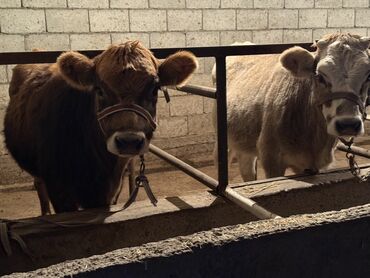 Коровы, быки: Продаю | Тёлка | Швицкая, Симментальская | На откорм | Привязанные