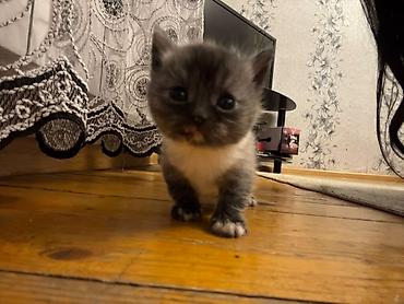 Pişiklər: Britan — 9