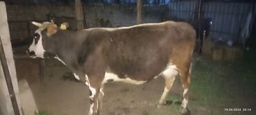 Продаю | Корова (самка) | Алатауская | Для молока | Не стельные