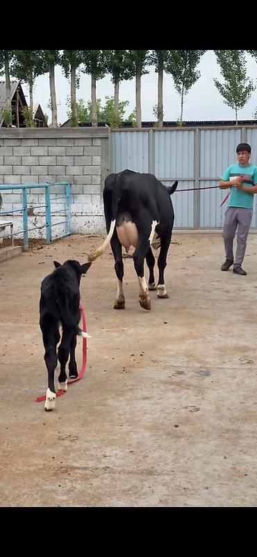 Inəklər, öküzlər: Südlük inək buzovu ilə birlikdə - Cins: qara-ağ (Holşteyn tipli — 7