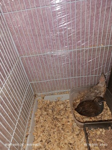 Коровы, быки: Çin bildirçini cütü satılır yumurtayan quşdardı cütü 50 m
