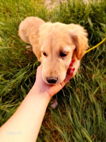 golden retriever satış: Retriever, 8 ay, Dişi, Peyvəndli, Ünvandan götürmə