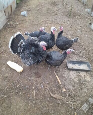 продажа домашних кур: Сатам | Тооктор, Короздор