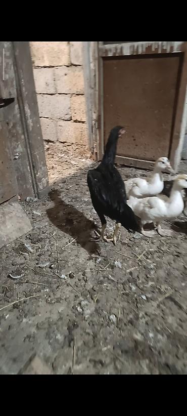 balaca cücə: Qara rəngli uzunboylu yerli döyüş tipi cücələr - Rəng: tam qara lələk — 3