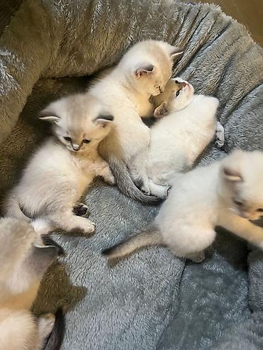 Pişiklər: Şinşilla — 5