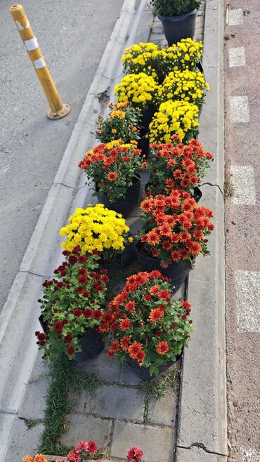 Çöl bitkiləri: 1.50 aznden başlayan qiymətlərlə Xrizantema (Chrysanthemum) bəzək — 9