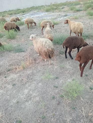 it qiz adlari: Salam qisir qoyunlar satilir 220 manatdan unvan saray — 3