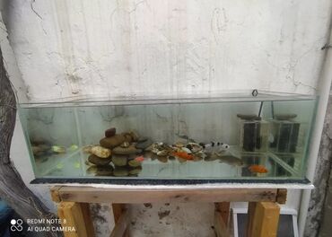 akvaryum balığı: Akvaryum uz 70 sm eni 30 sm hu 25 sm tək akvaryum daxildir əldə