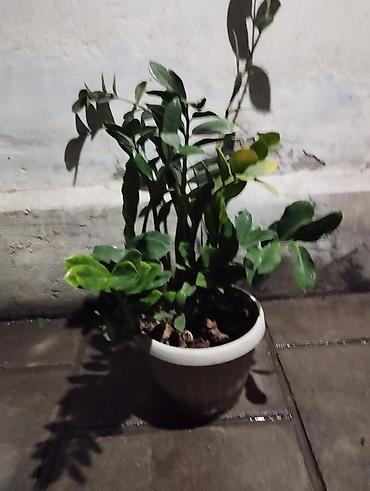 Замиокулькас (долларовое дерево) в горшке. - Куст с несколькими at lalafo.kg Замиокулькас (долларовое дерево) в горшке. - Куст с несколькими