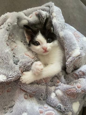 Pişiklər: Erkək, Yaxşı əllərə — 2