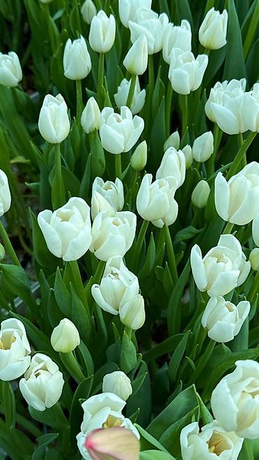 Букеты из живых цветов: Тюльпаны — предзаказ - Срезанные тюльпаны из теплицы, аккуратные at lalafo.kg — 17 Букеты из живых цветов: Тюльпаны — предзаказ - Срезанные тюльпаны из теплицы, аккуратные — 17