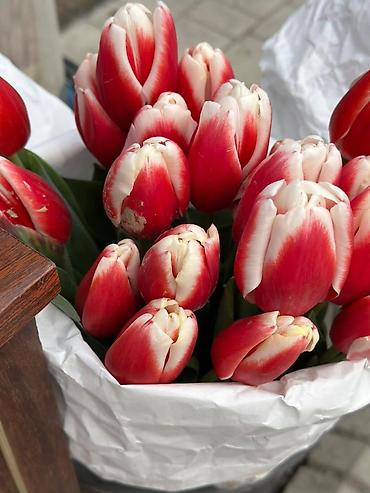 Букеты из живых цветов: ТЮЛЬПАНЫ ОПТОМ от 100шт Голландские привозные тюльпаны с луковицей — 7