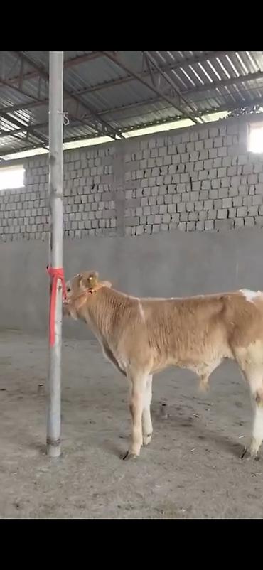 Dana, buzov: 2 ay yarimliq temiz saf qan simental dana erkək prablemi yoxdu yem ot -da lalafo.az — 7 Dana, buzov: 2 ay yarimliq temiz saf qan simental dana erkək prablemi yoxdu yem ot — 7