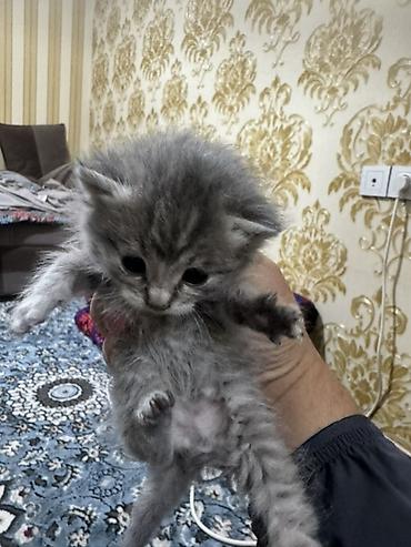 Пушистый котёнок серого окраса Британский осталось 4 шт -