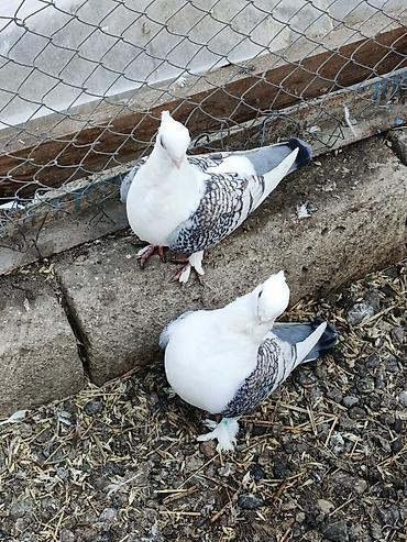 Göyərçinlər: Dekortiv göyərçinlər 30.50 arası super hazır cüt dekorativ — 1