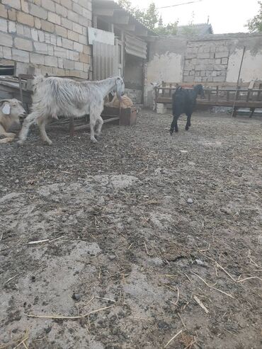 hələb keçisi satılır: Dişi, Hələb, il: 1, 60 kq, Damazlıq, Südlük, Ətlik, Ödənişli çatdırılma