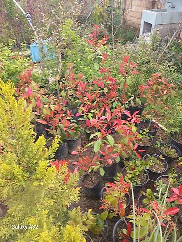 lent gul buketi: Fotiniya (Photinia Red Robin) dekorativ kol növləri saksılarda. - — 2