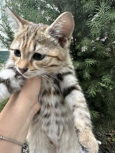бенгалская кошка даром: - Окрас: классический «тигровый» (серебристо-серый с тёмными полосами) — 1