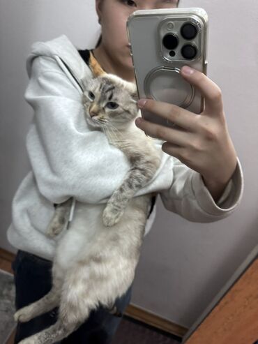 кот ашера: Беспородная, 2 года, Девочка