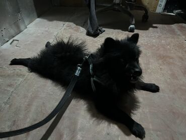 İtlər: Şpitz -da lalafo.az — 2 İtlər: Şpitz — 2