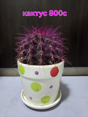 Монстеры: Монстера делициоза (Monstera deliciosa) в горшке - Эффектное — 13