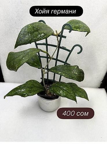 Хойи: Хойя (Hoya) Nui 400 сом( Hoya macrophylla от 250 сом Хойя — 26