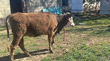 Коровы, быки: Продаю | Тёлка | Симментальская | На забой, Для разведения, Для молока | Племенные, Не стельные, Искусственник — 13