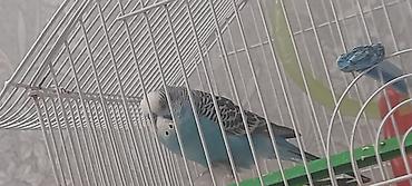 Зоотовары: Dalmatin və yaşıl-sarı rəngli iki dalğıç papağan (buda və zebra — 1