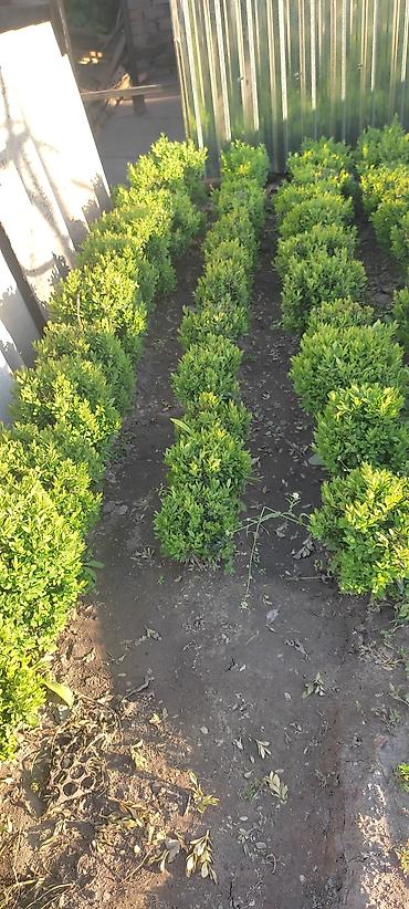 Другие декоративные деревья: Самшит — 3