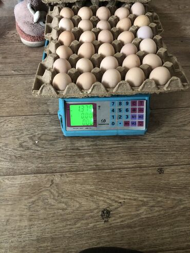 стоимость яйца в бишкеке: Продаю ЯЙЦА в любом количестве