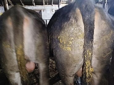 Коровы, быки: Продаю | Бык (самец) | На забой — 14