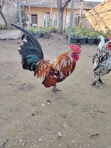 Xoruzlar: Yaponkalar satılır ünvan Əmircan — 7