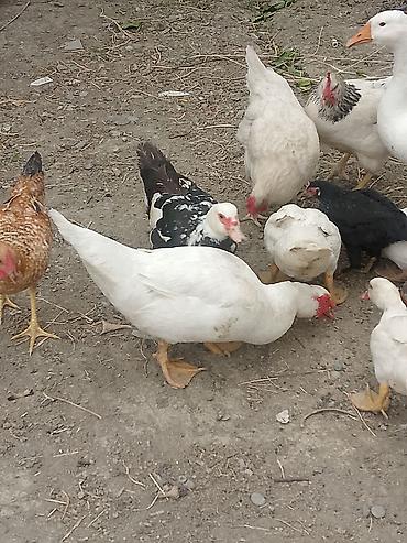 ordək balası və cucə: BİR CUT LAL ORDEK — 4