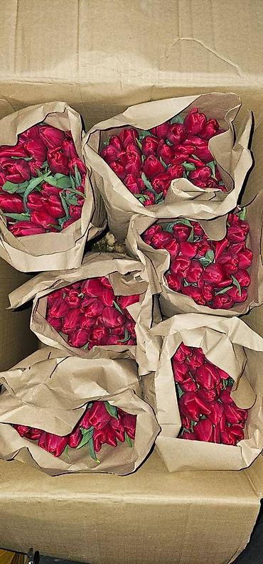 Другие садовые цветы и кустарники: В наличии Тюльпаны🌷💐 имеются в ярких и разных цветах . также есть — 11