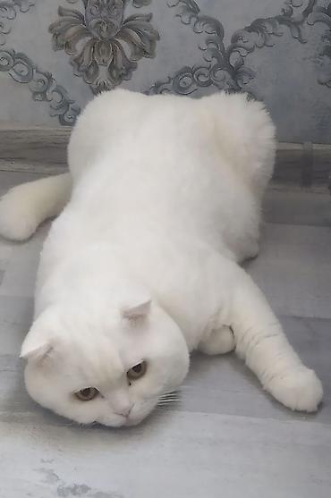 Şotland yastı qulaq, Erkək, Yaxşı əllərə, Ödənişli çatdırılma lalafo.az -da Şotland yastı qulaq, Erkək, Yaxşı əllərə, Ödənişli çatdırılma