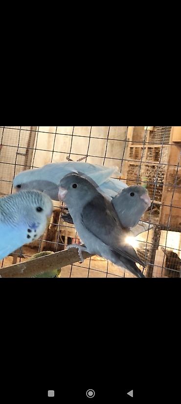 sevgi qusu: Folpus quşları dünyanın ən balaca quşları Varabınnıy papuqay Sevgi — 5