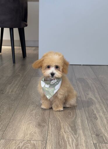 İtlər: 4 ay, Dişi, Peyvəndli, Ünvandan götürmə — 3