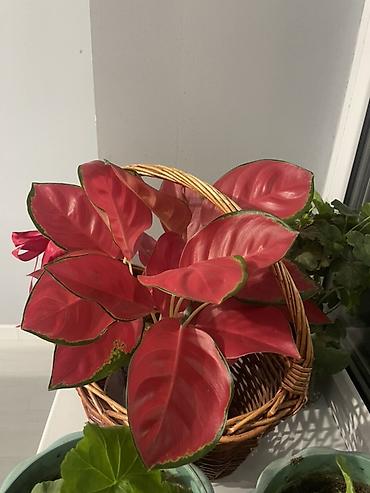 Бөлмө өсүмдүктөрү: Комнатные растения продаю в горшках - Аглаонема Red — 5