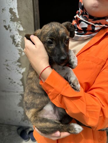 купить охотничью собаку дратхаар: Милая девочка 2-месяца от блох и паразитов обработана, сделана