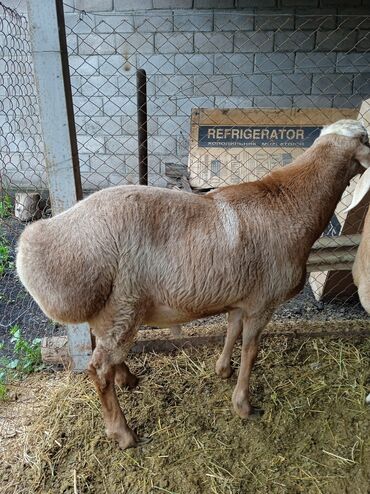 продаю коз: Продаю | Овца (самка), Баран (самец) | Гиссарская, Арашан