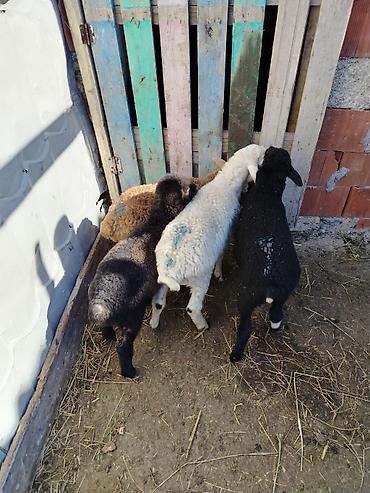 Quzu: 6 erkəy 4 dişi — 8