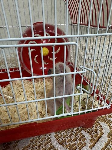 qefes satisi: Hamster üçün tam dəst qəfəs - Kompakt ölçülü, qırmızı altlıqlı və ağ — 2