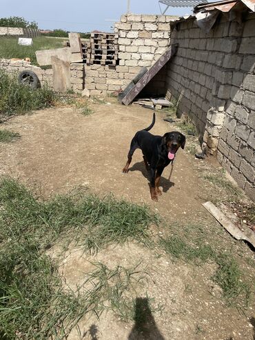 doberman it: Doberman, 1 il, Erkek, Peyvəndli, Ünvandan götürmə